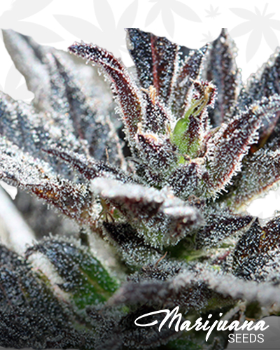 Electric Grape Punch