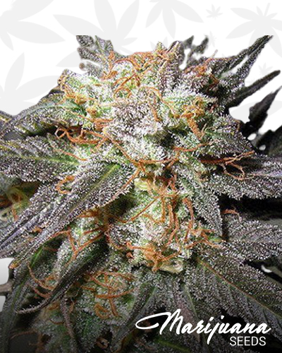 Electric Haze
