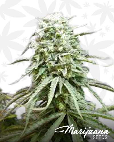 Elephant Stomper x Stardawg