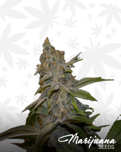 Elite Lemon Larry BX