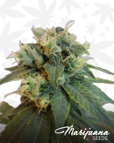 Emerald OG x Headband