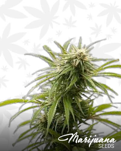 Emerald Triangle
