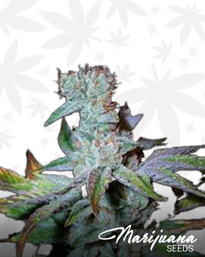 Emperor OG Kush