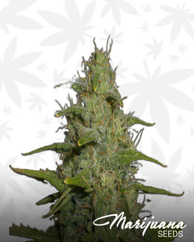 Emperors Haze 2010
