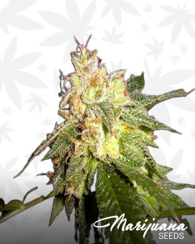 Empire Kush