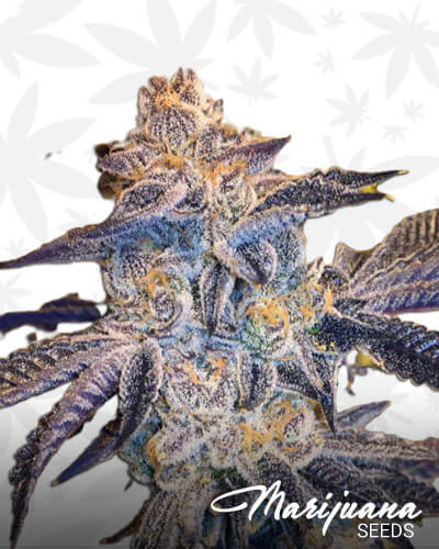 Enlightened Cookies