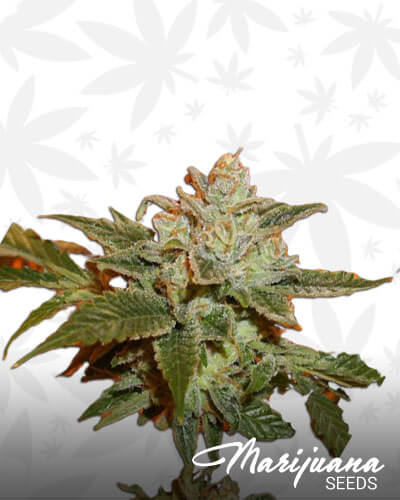 Epoxy OG