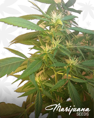 Ethiopian Highland Sativa