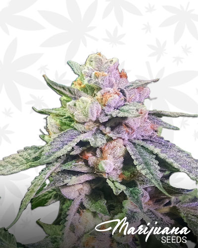Ethos OG