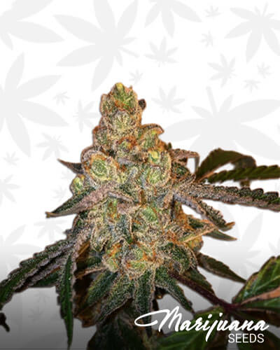 Euphoria Cake