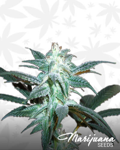 Euro Bud