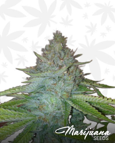 Evil Knievel OG