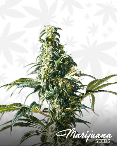 Exocet Haze