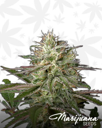 Exodus Cheese x Clementine