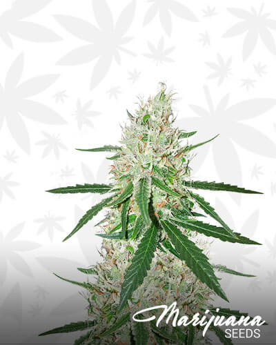 Exodus Cheese x Durban Panama