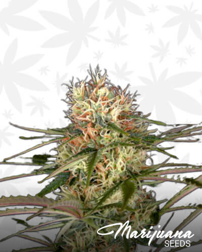 Exodus Cheese x Jack Herer x NL5 Haze Mist