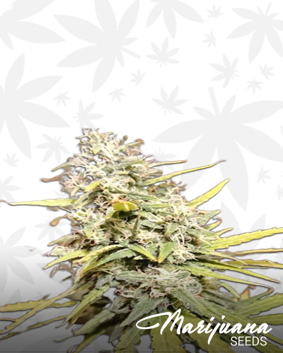 Exodus Haze