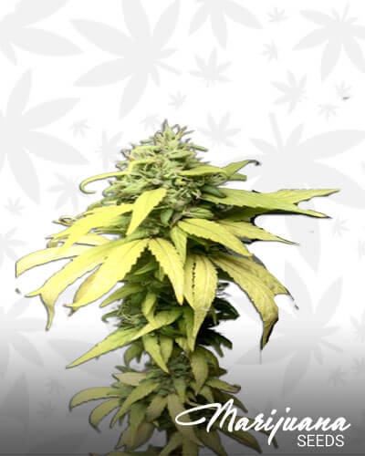 Exodus UK Cheese