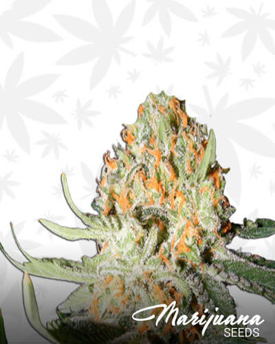 Exotic Kush
