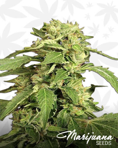 Exotic Thai