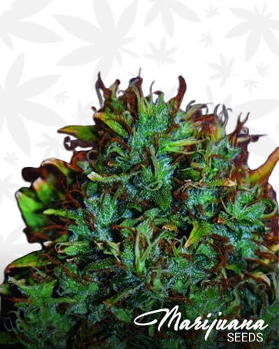 Expert Haze