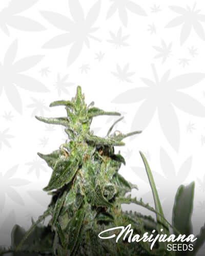 Explode Auto