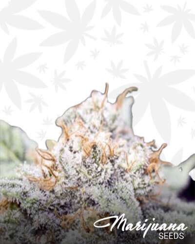 Extreme Indica Aka X Line Extreme Indica