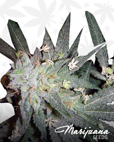 F1 Kush