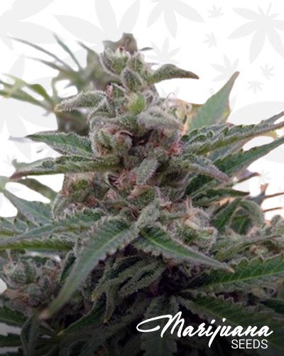 FLO OG