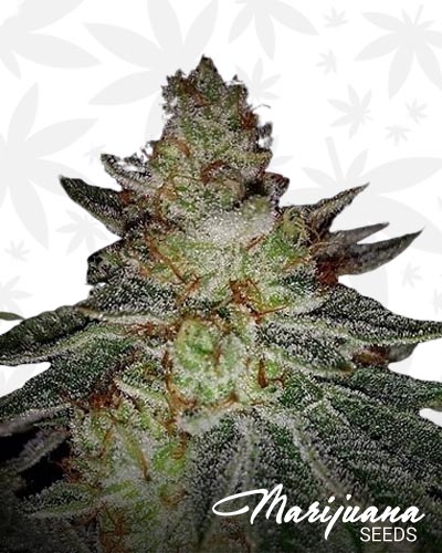 Face Melt OG