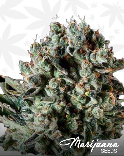 Farm Cheese