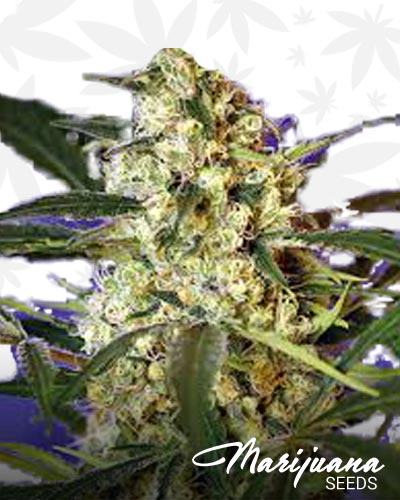 Fast Bud 2 Auto