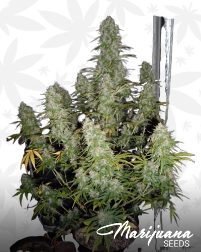 Fast Bud Auto