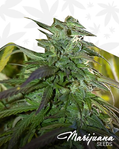 Fast Bud Outdoor