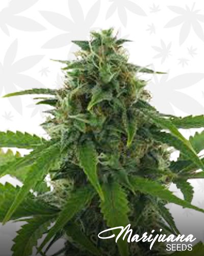 Fast Haze