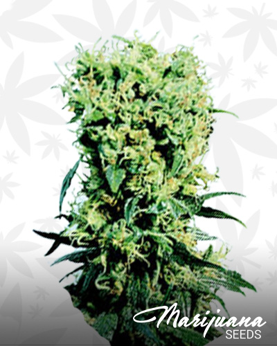Fast Skunk