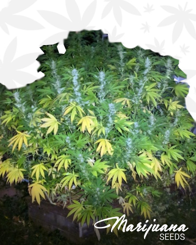 Fast Tangerine Haze