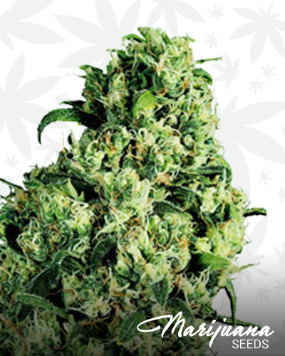 Fig Skunk