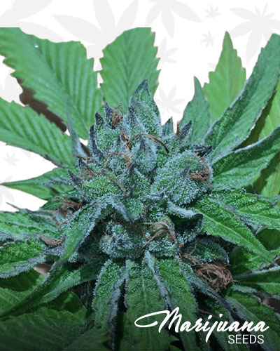 Fire Afghan Cookies