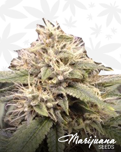 Fire Alien Black