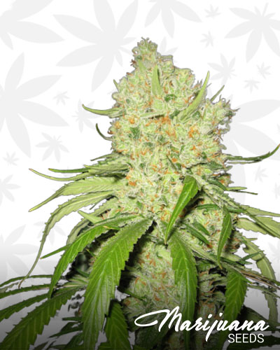 Fire Alien Blackberry