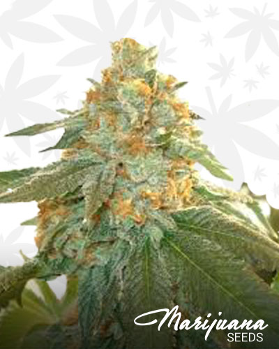 Fire Alien Dawg