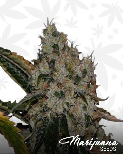 Fire Bomb Indica