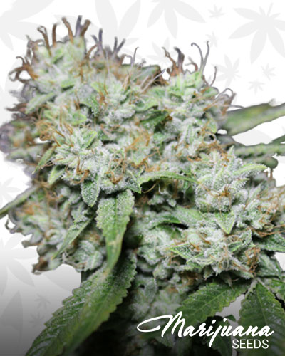 Fire Brimstone OG