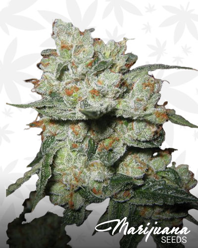 Fire Bubble Kush