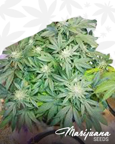Fire Creek OG