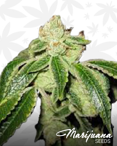 Fire Headband