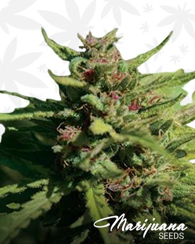 Fire Kush