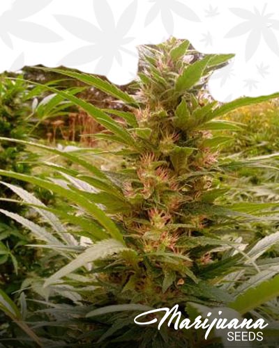 Fire OG Kush
