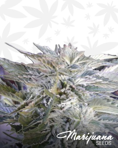 Firedawg OG